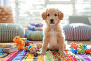 Comment éduquer un chiot les premières semaines ?