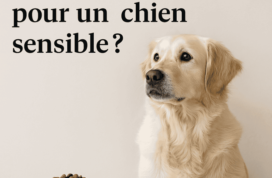 Quelle alimentation pour un chien sensible ? Croquettes, rations ménagères ou alimentation vétérinaire ?
