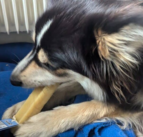 Cani‑gourmand pour chiens : friandises naturelles, mastication intelligente & avis détaillés