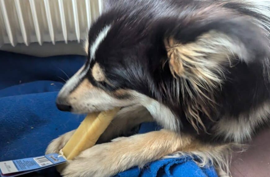 confiseries pour chiens Cani-Gourmand