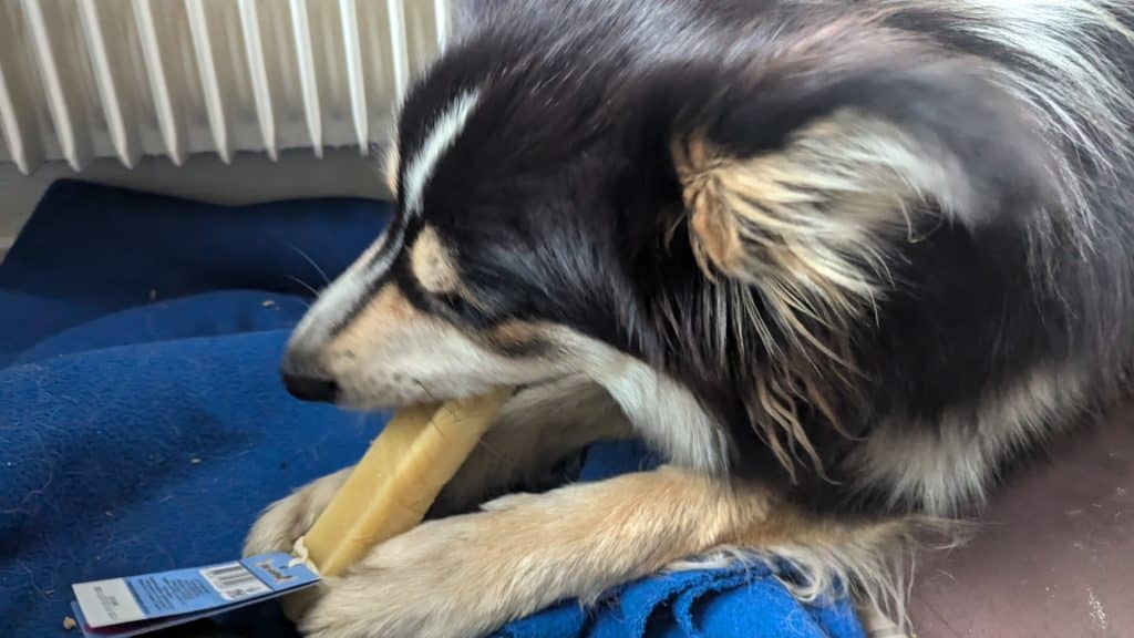 confiseries pour chiens Cani-Gourmand