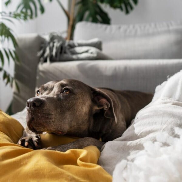 Anxiété de séparation chez le chien : comprendre, apaiser, accompagner