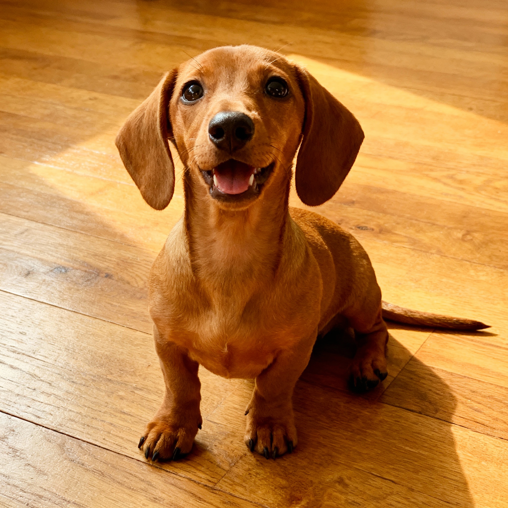 Chiot Dachshund brun clair, long corps, pattes courtes, assis sur sol en bois