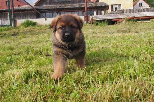 German Shepherd puppy, three weeks