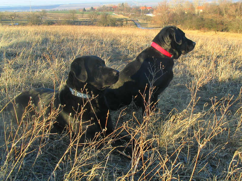 Labrador Retriever, chien de garde famille calme, mâle et femelle au collier bleu et rouge