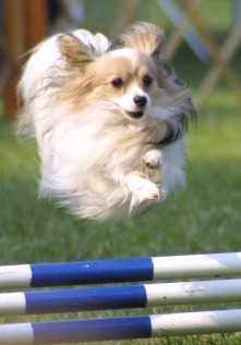 Papillon, race de chien pour débutant, en parcours d’agility, attentif et vif