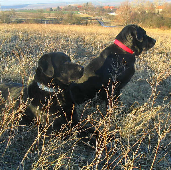 Race de chien pour débutant : les 10 races les plus faciles à éduquer et comment choisir la bonne