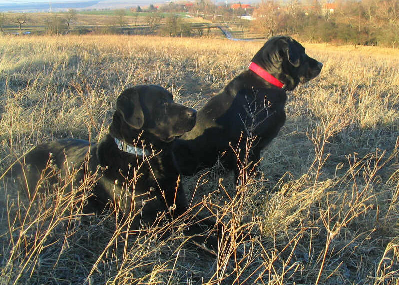 Race de chien pour débutant : les 10 races les plus faciles à éduquer et comment choisir la bonne