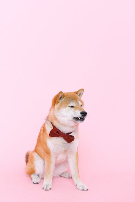 Chien Shiba Inu avec nœud papillon rouge, illustrant la quantité croquettes chien au quotidien