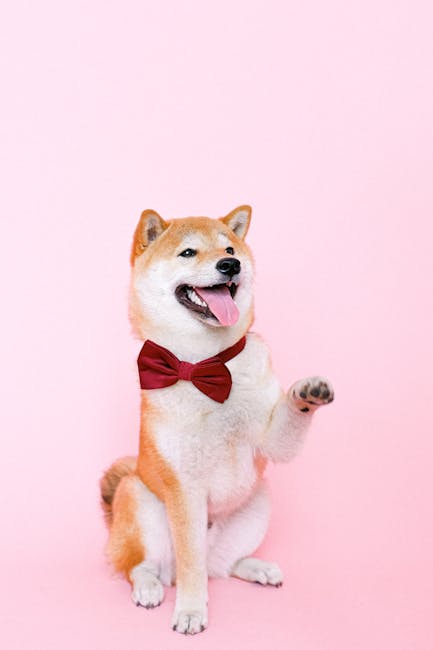 Chien Shiba Inu de petite taille, repère visuel pour estimer la quantité croquettes chien selon son poids