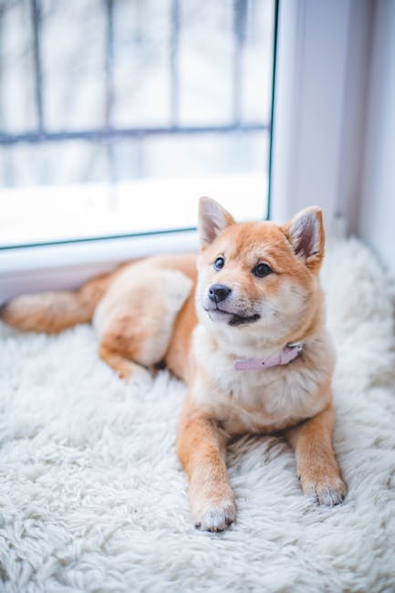 chiot de grande race reposant sur un tapis, avant son premier repas de croquettes pour chiot grande race