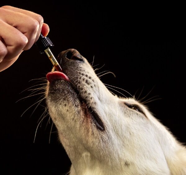 Mon chien se lèche les pattes : 5 solutions naturelles pour l’aider