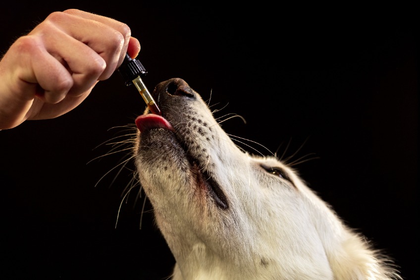 Mon chien se lèche les pattes : 5 solutions naturelles pour l’aider